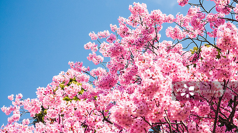 花见：盛开图片素材