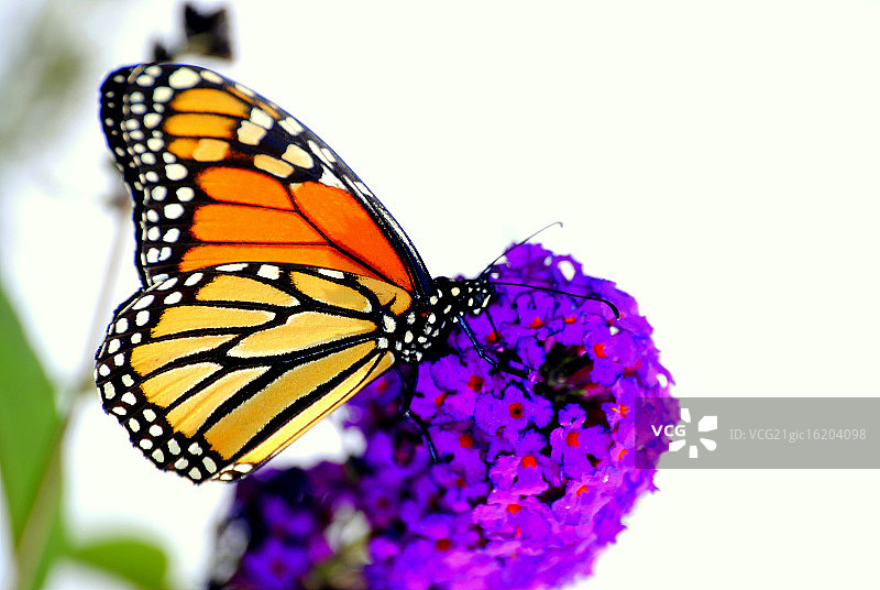 帝王蝶停留在醉鱼草上图片素材