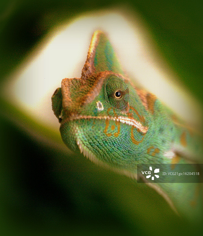 变色龙图片素材