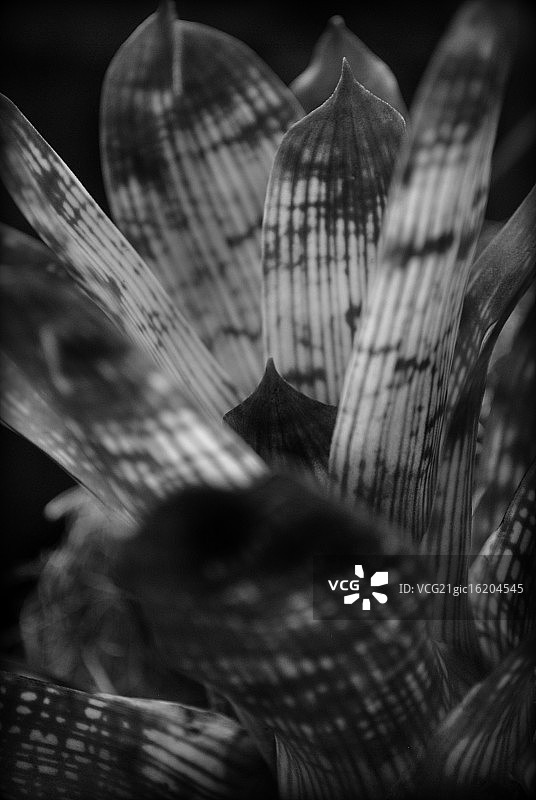 凤梨科植物图片素材