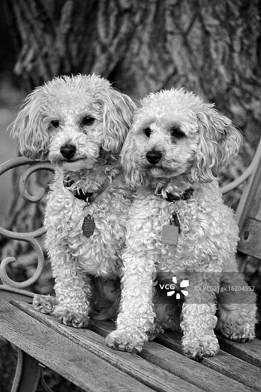 玩具贵宾犬黑白照图片素材