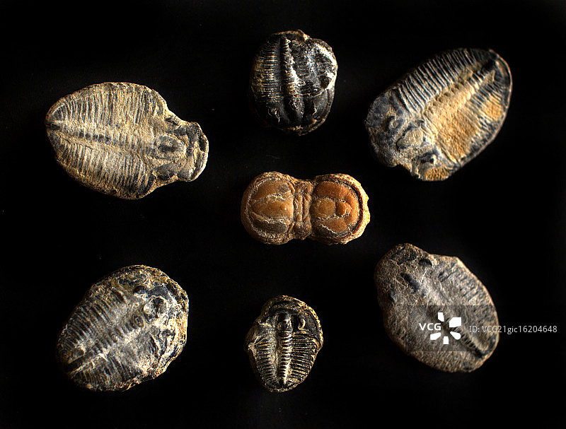 犹他州三叶虫图片素材