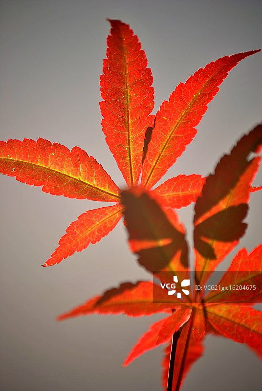 日本枫树图片素材