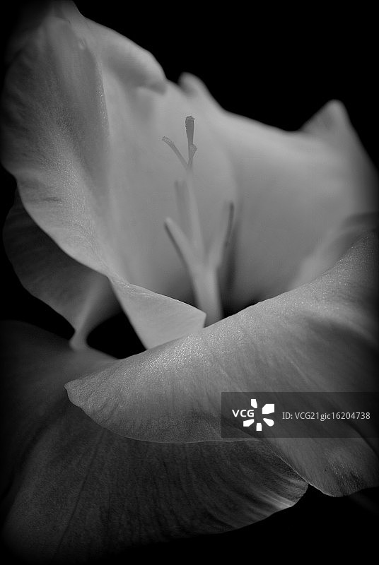 剑兰花图片素材