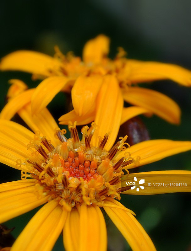 橐吾花图片素材