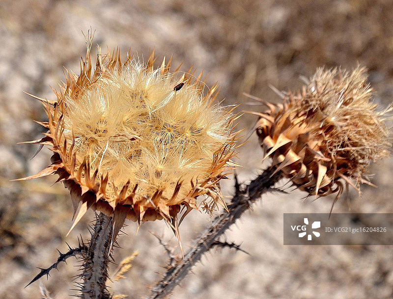 沙漠玫瑰图片素材