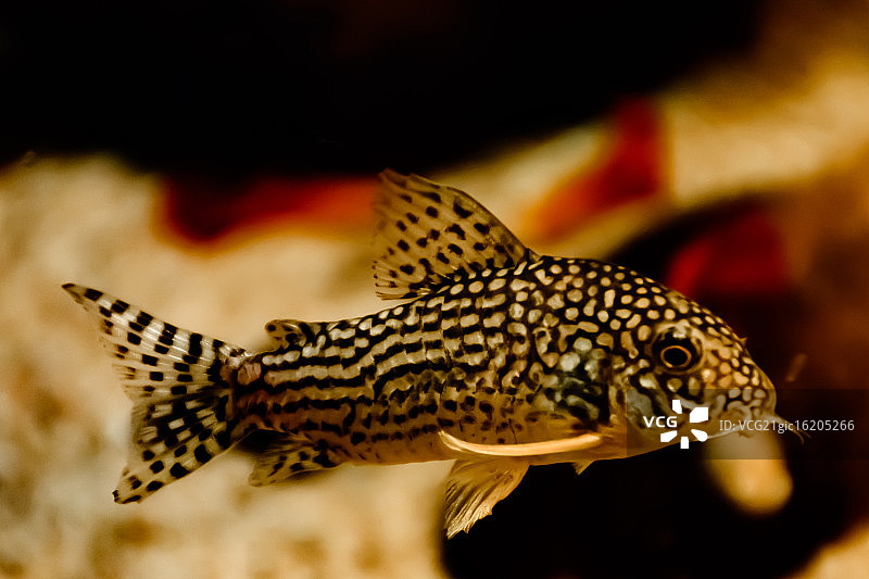 水下花豹图片素材