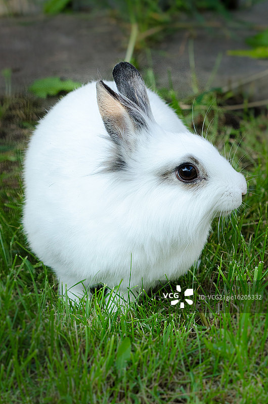 复活节兔子Shiroi图片素材