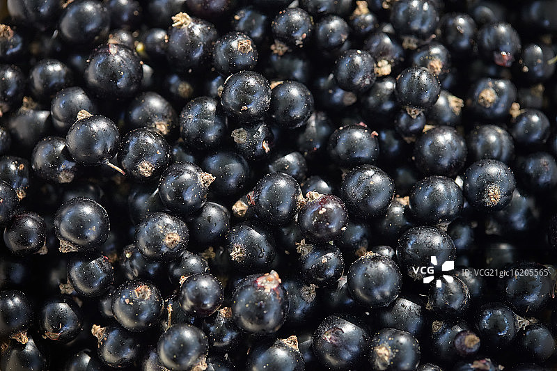 黑加仑特写图片素材