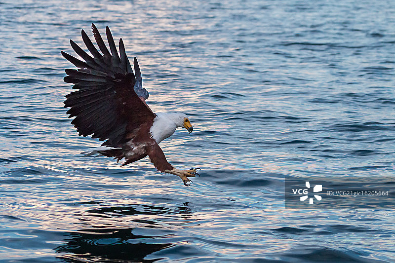 鱼鹰捕食图片素材