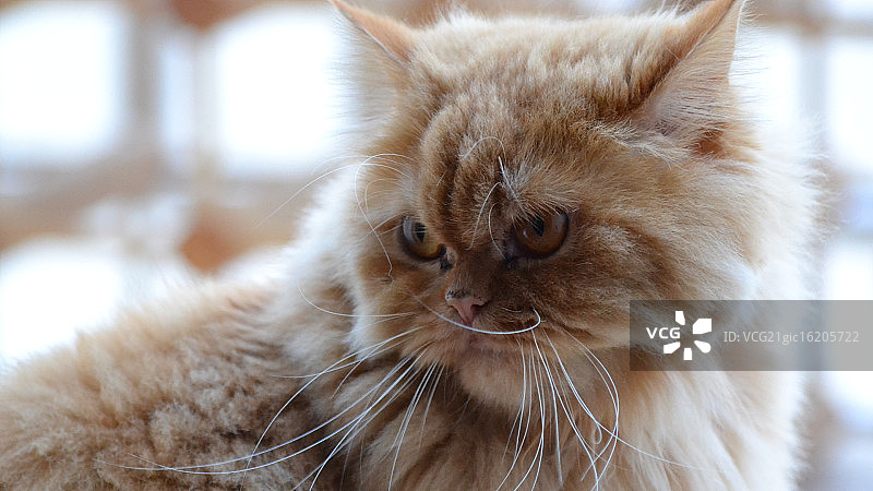 波斯猫图片素材