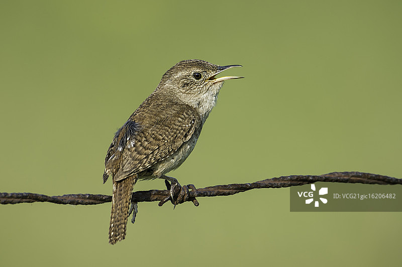 歌唱的家鹩图片素材