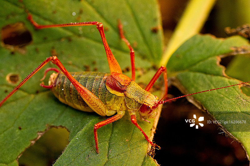 与蚂蚁握手图片素材