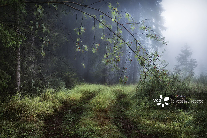 通往林中空地的足迹图片素材