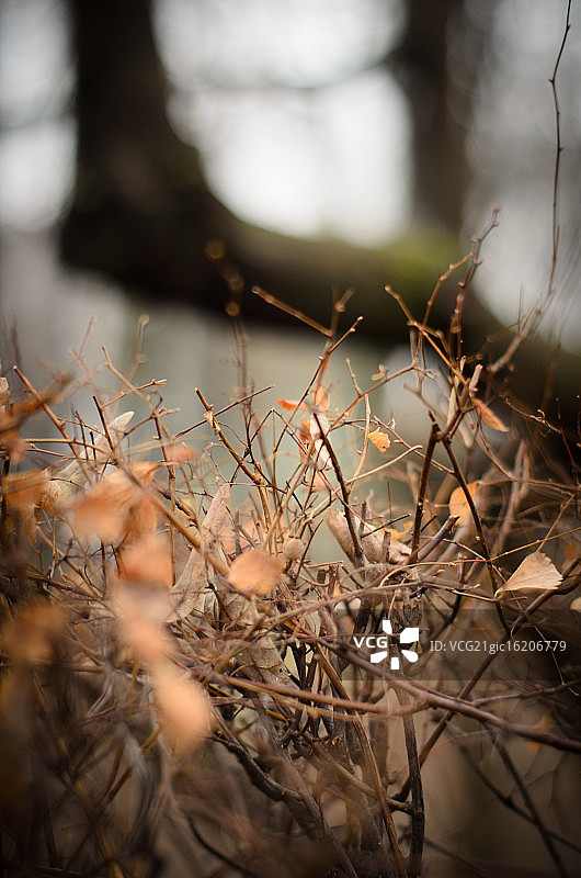 缠绕的根图片素材