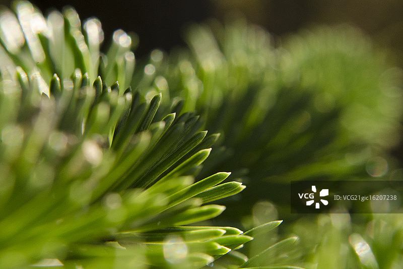 阳光下的松针图片素材