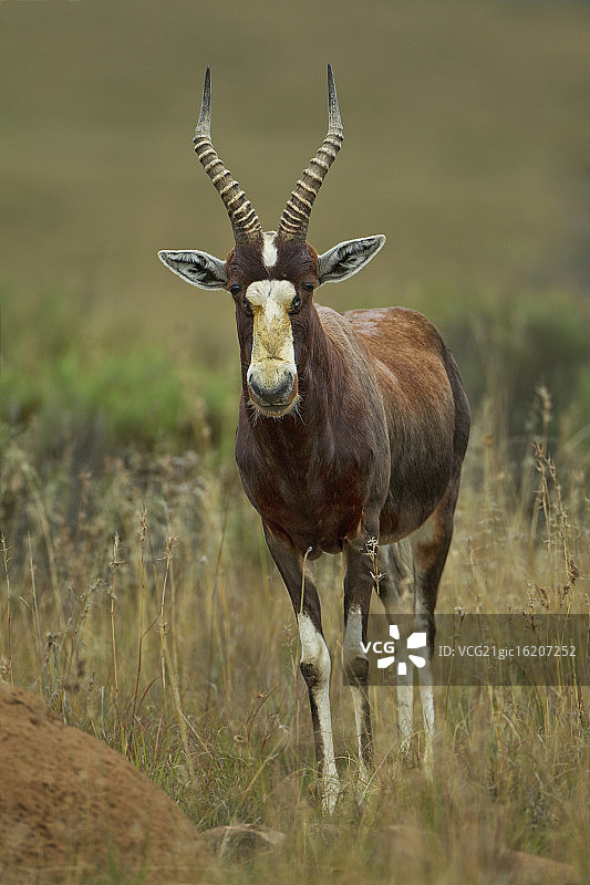 白面狷羚图片素材