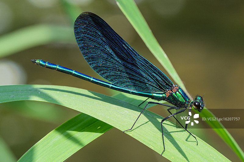 蓝色的蜻蜓图片素材