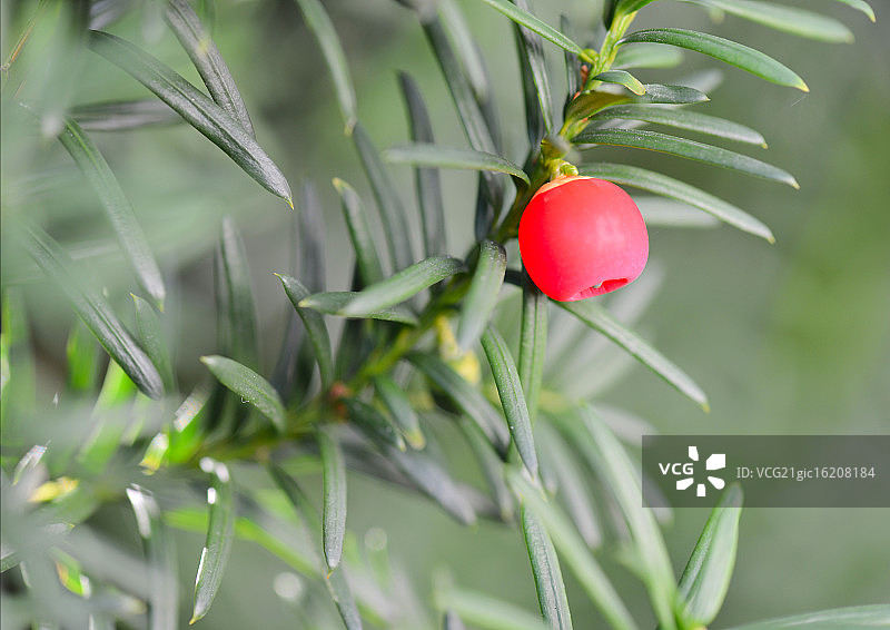 红豆杉图片素材