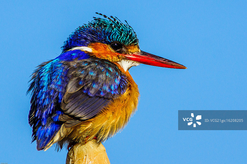 孔雀石翠鸟图片素材