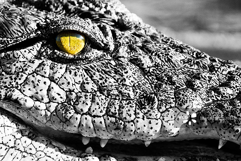 尼罗鳄图片素材