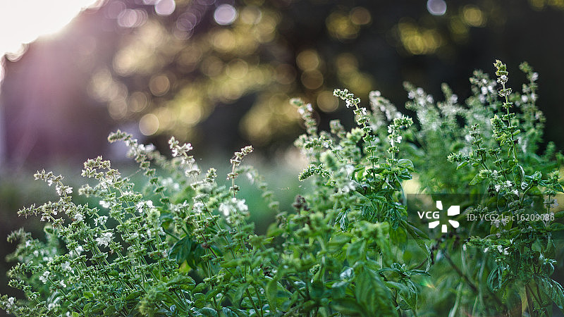 罗勒花图片素材