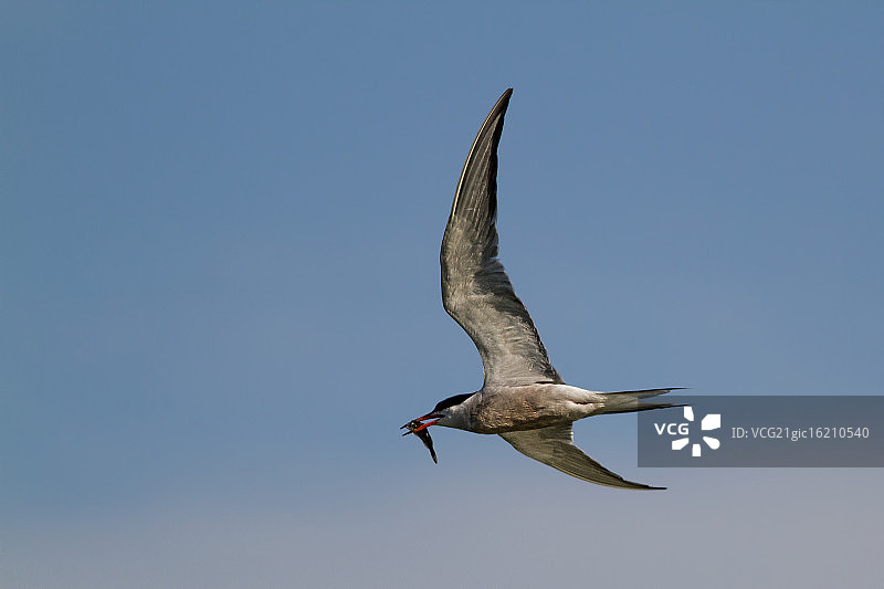 北极燕鸥狩猎图片素材