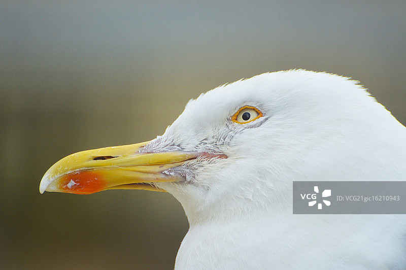 好奇的男人图片素材