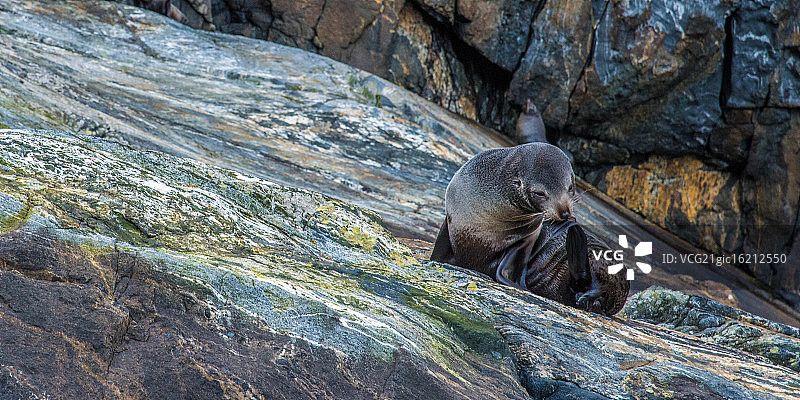 米尔福德峡湾的海豹图片素材