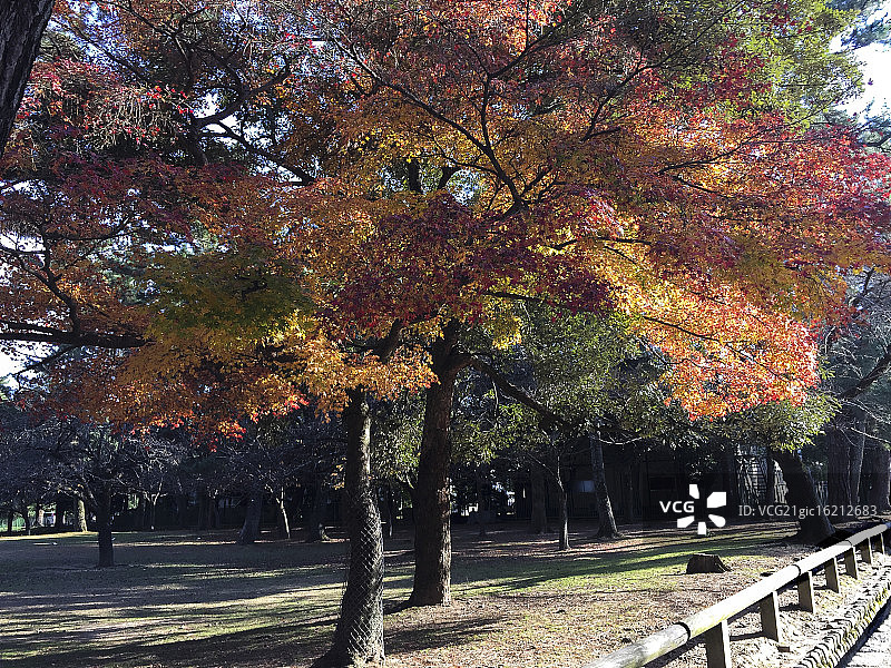 奈良的秋叶图片素材