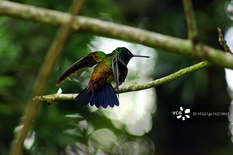 铜臀蜂鸟图片素材