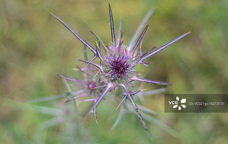 盛开的荆棘图片素材