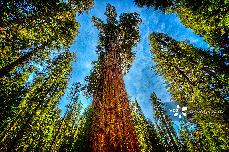 高大的树木图片素材