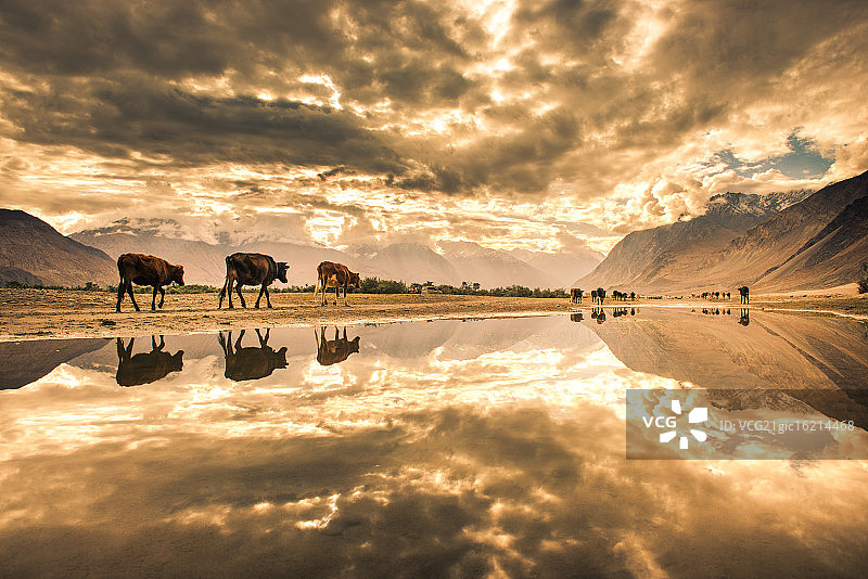努布拉山谷的清晨倒影图片素材