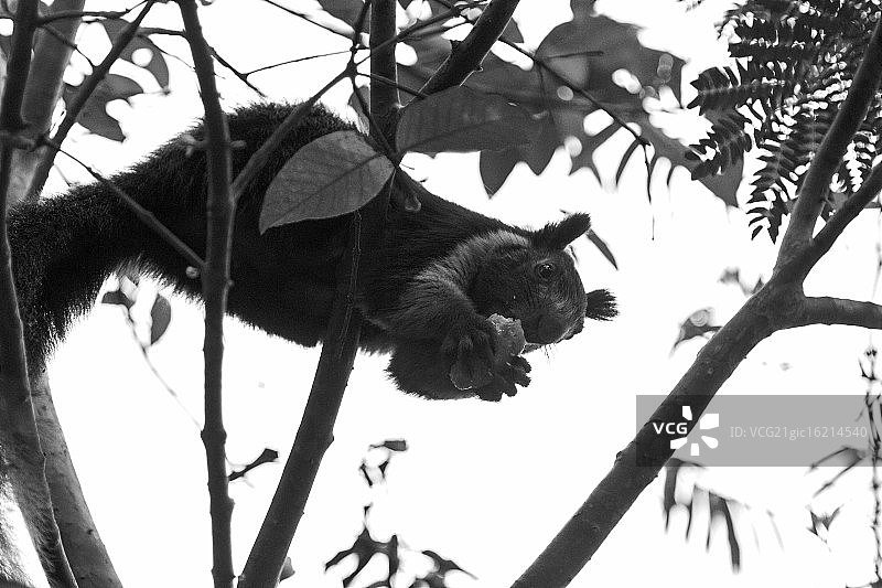正在吃东西的马拉巴巨松鼠图片素材