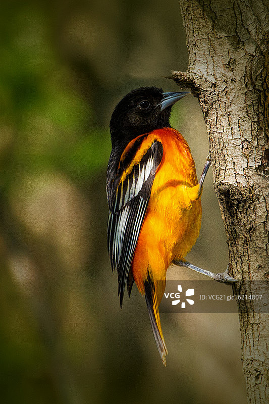 马基沼泽地的巴尔的摩金莺图片素材