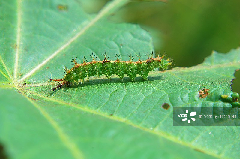 绿色尖峰！图片素材