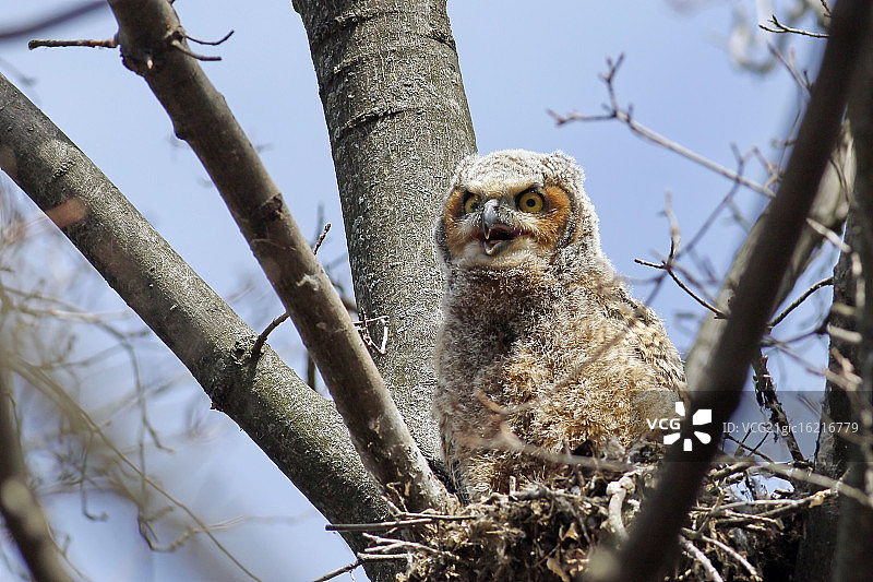 大角猫头鹰宝宝图片素材