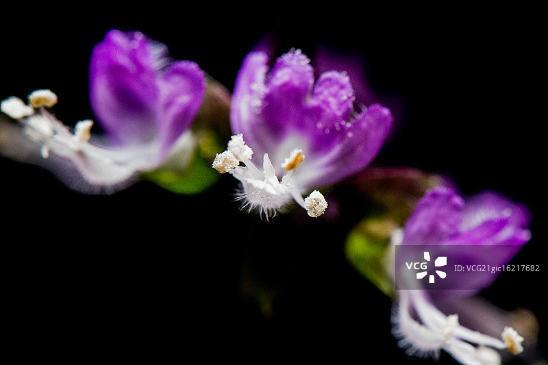 泰国罗勒 - 花与色彩图片素材