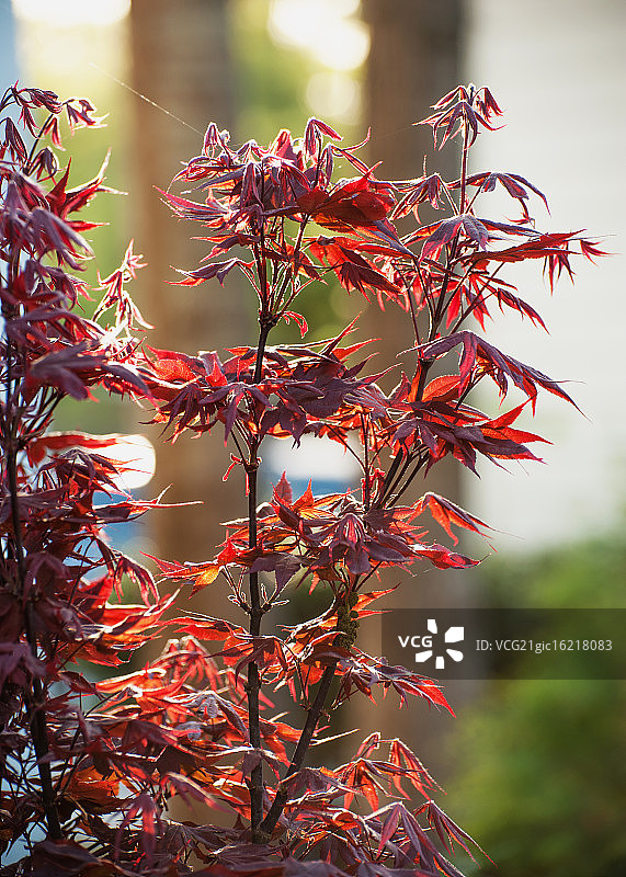 日本枫树图片素材