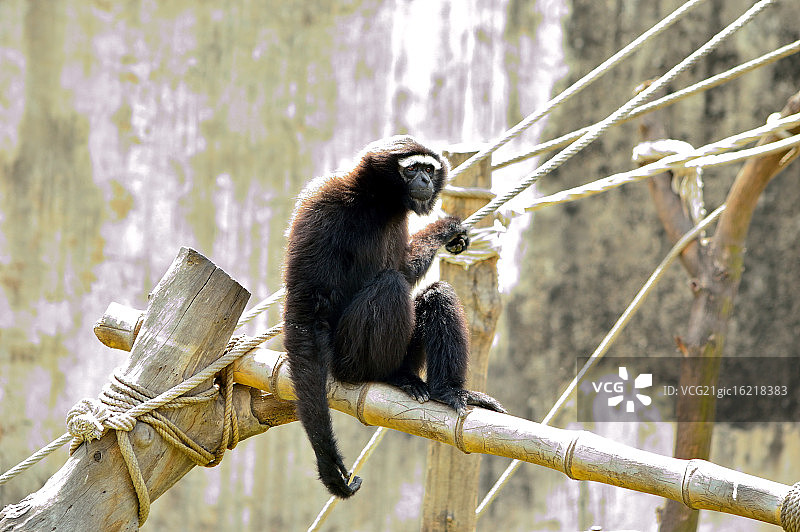 白眉长臂猿图片素材