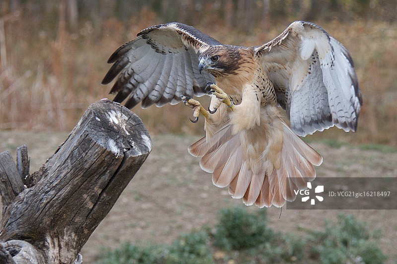 红尾鹰图片素材