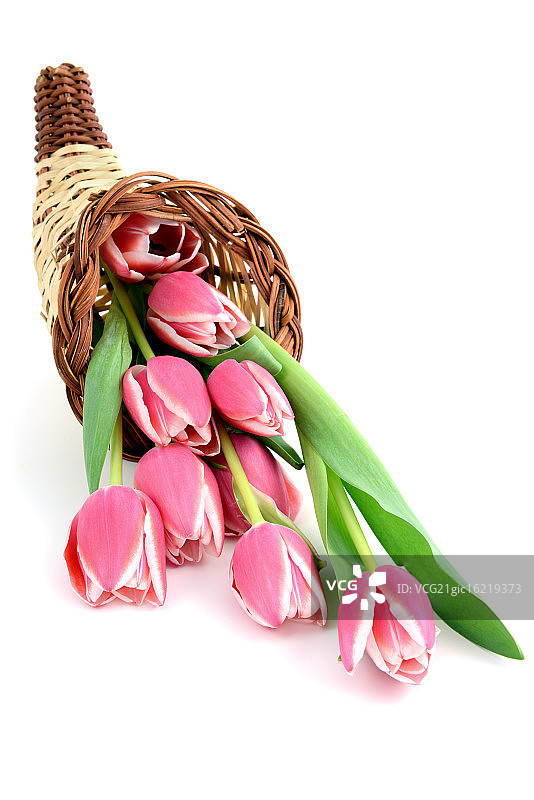 聚宝角中的粉色郁金香图片素材