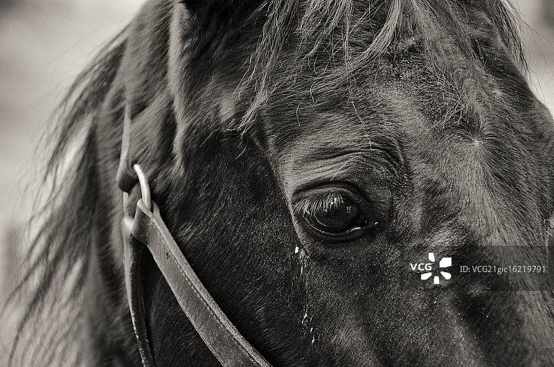 特写镜头图片素材