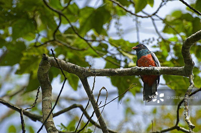 铅色尾绿咬鹃图片素材