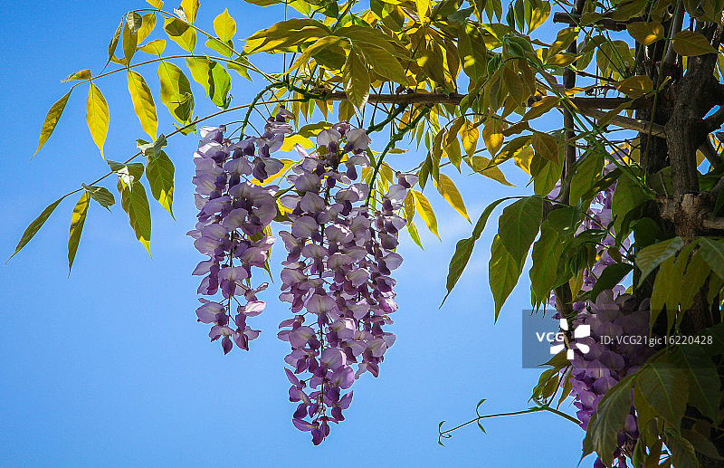 紫藤花图片素材