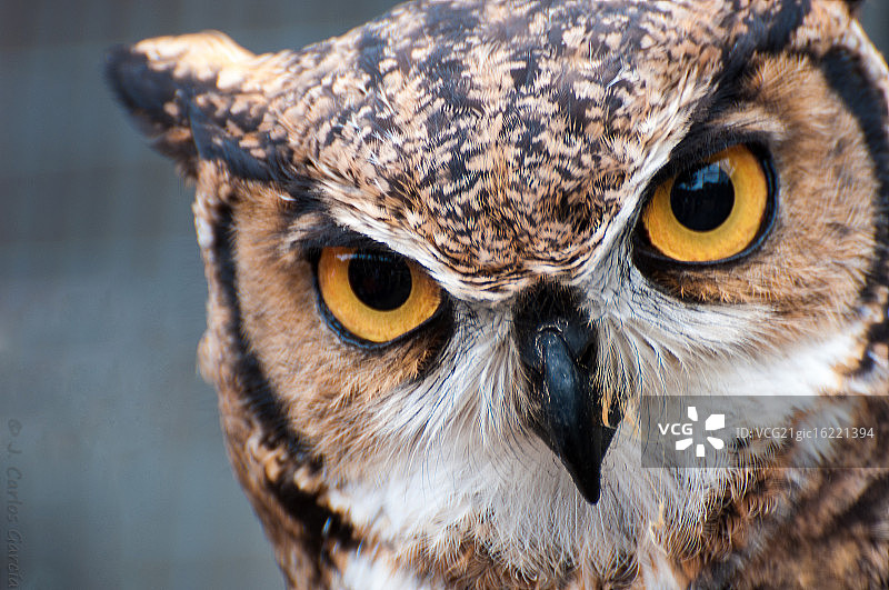 拉米拉达图片素材