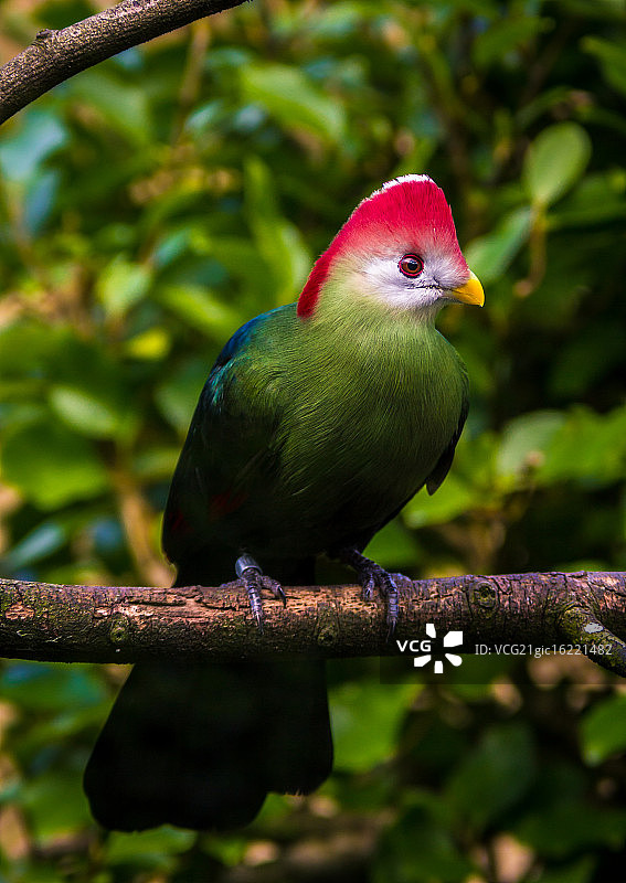 红冠蕉鹃图片素材