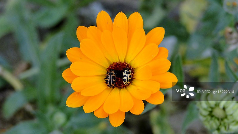 幸福情侣图片素材