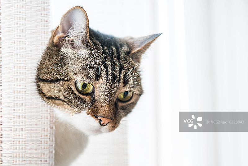 灰色条纹小猫图片素材